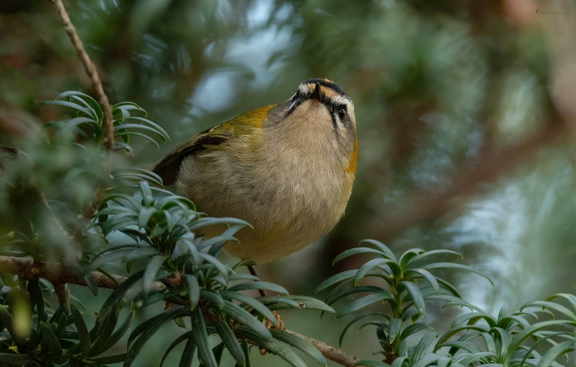 Sommergoldhähnchen das 2