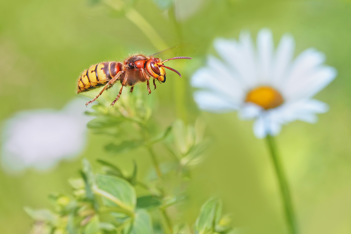 FLugbilder von Hornissen