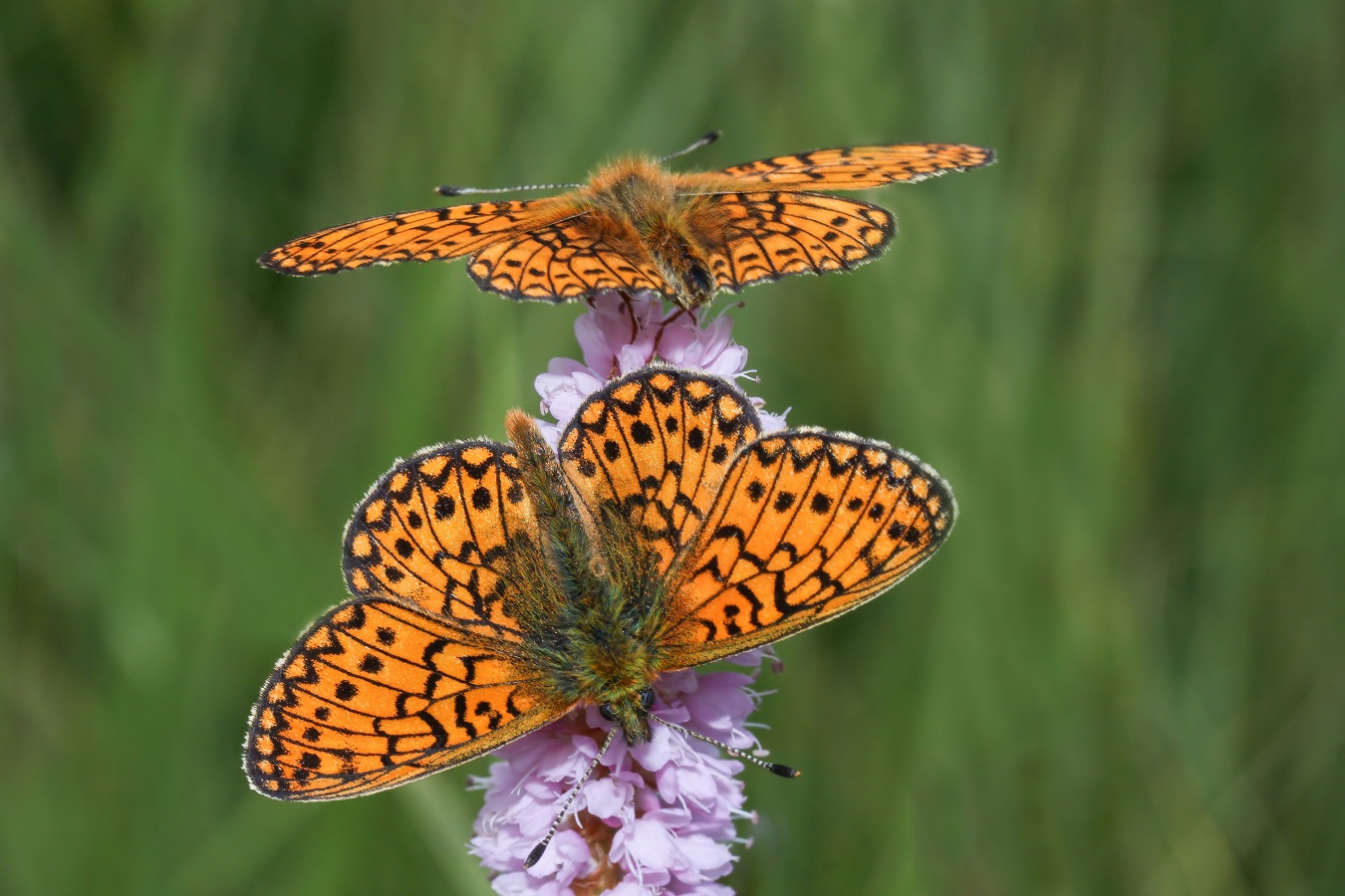 Boloria eunomia