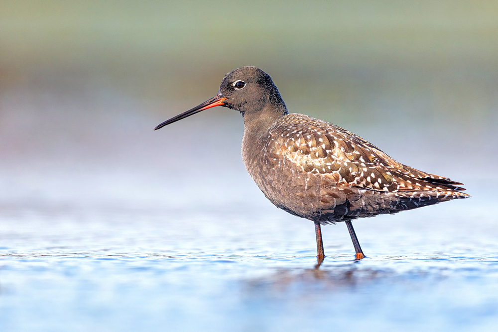 Dunkler Wasserläufer
