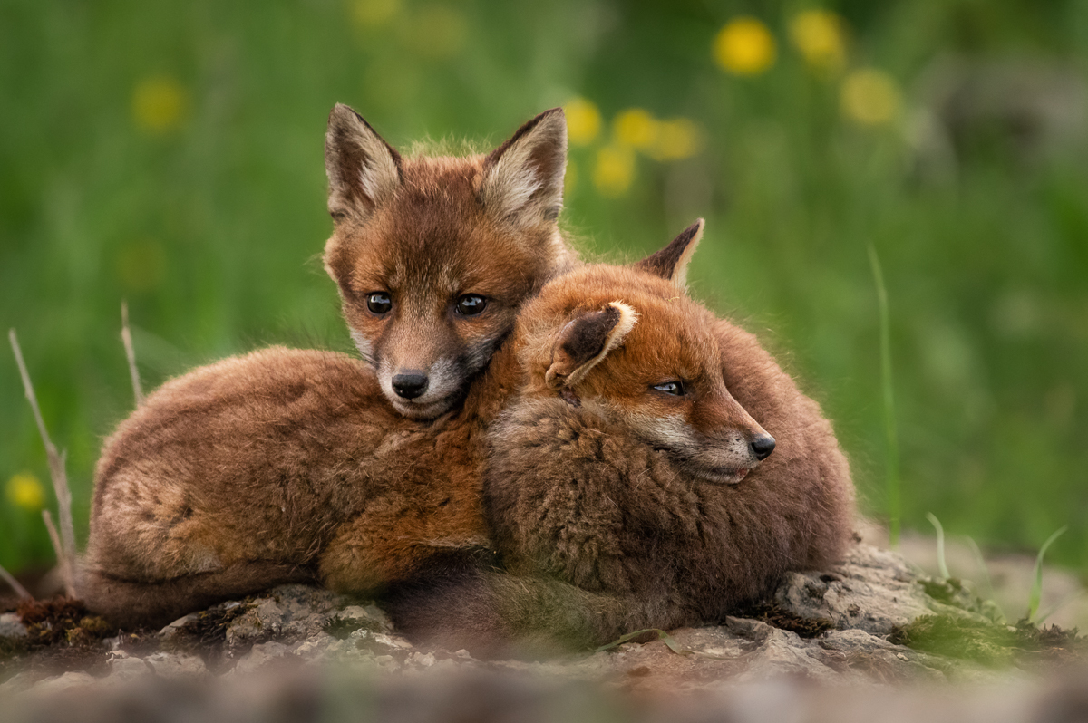 Kuschelstunde