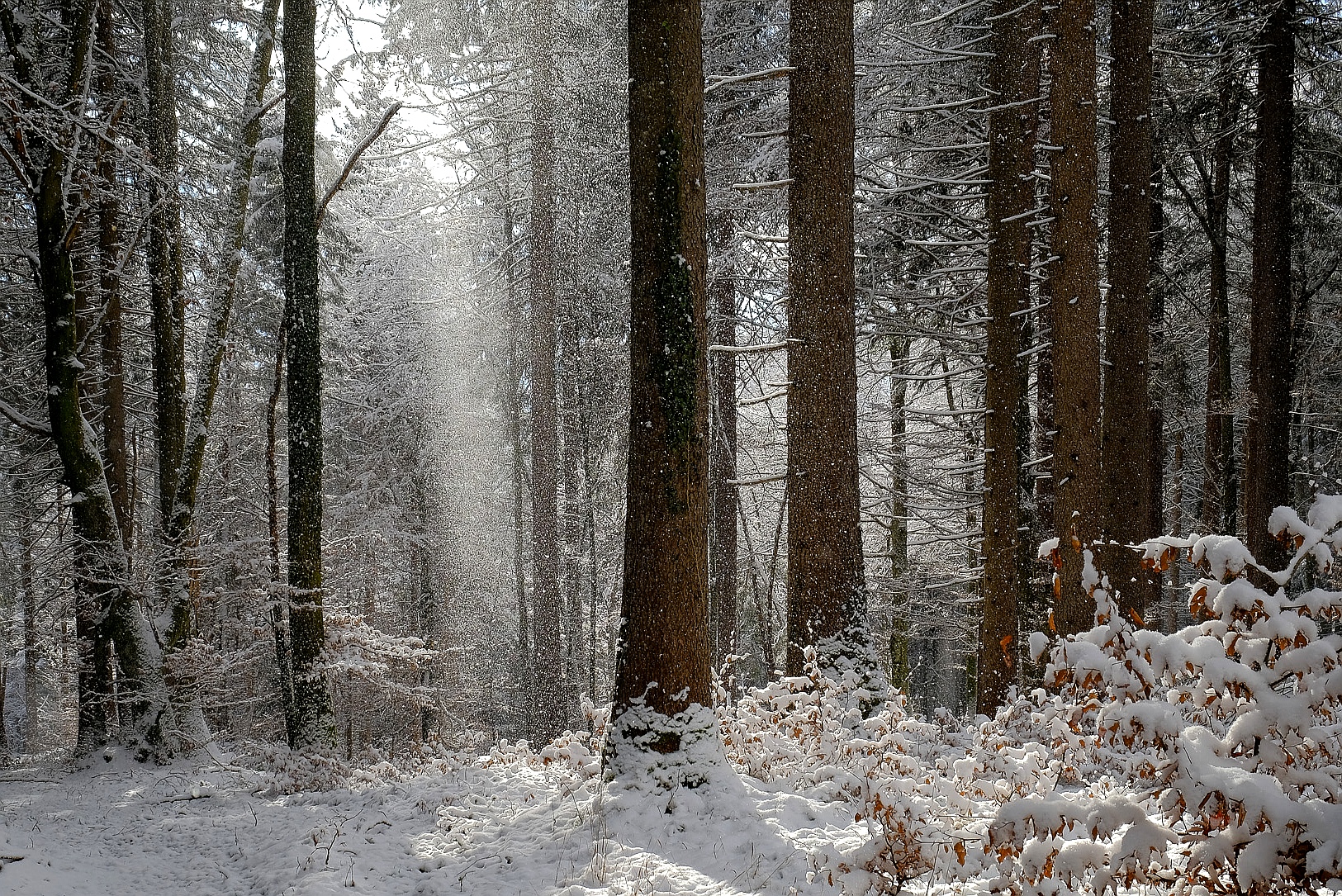 Im angezuckerten Mischwald