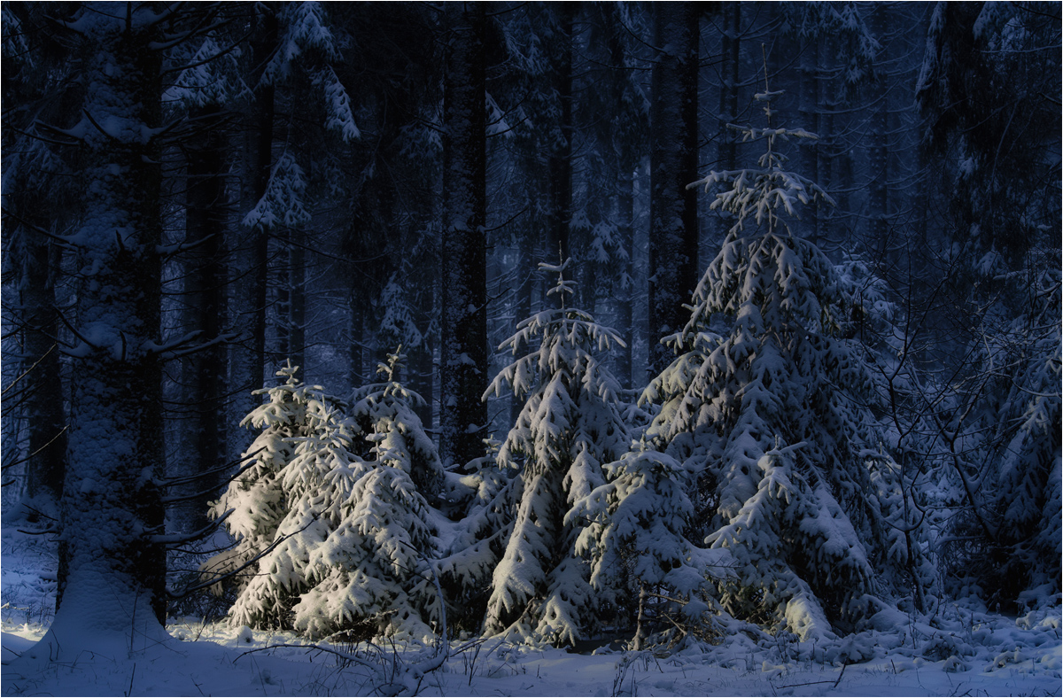 Gestern im Eifelwinterwald