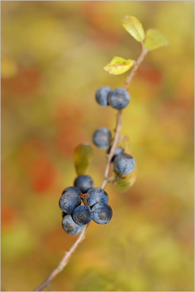 Herbst