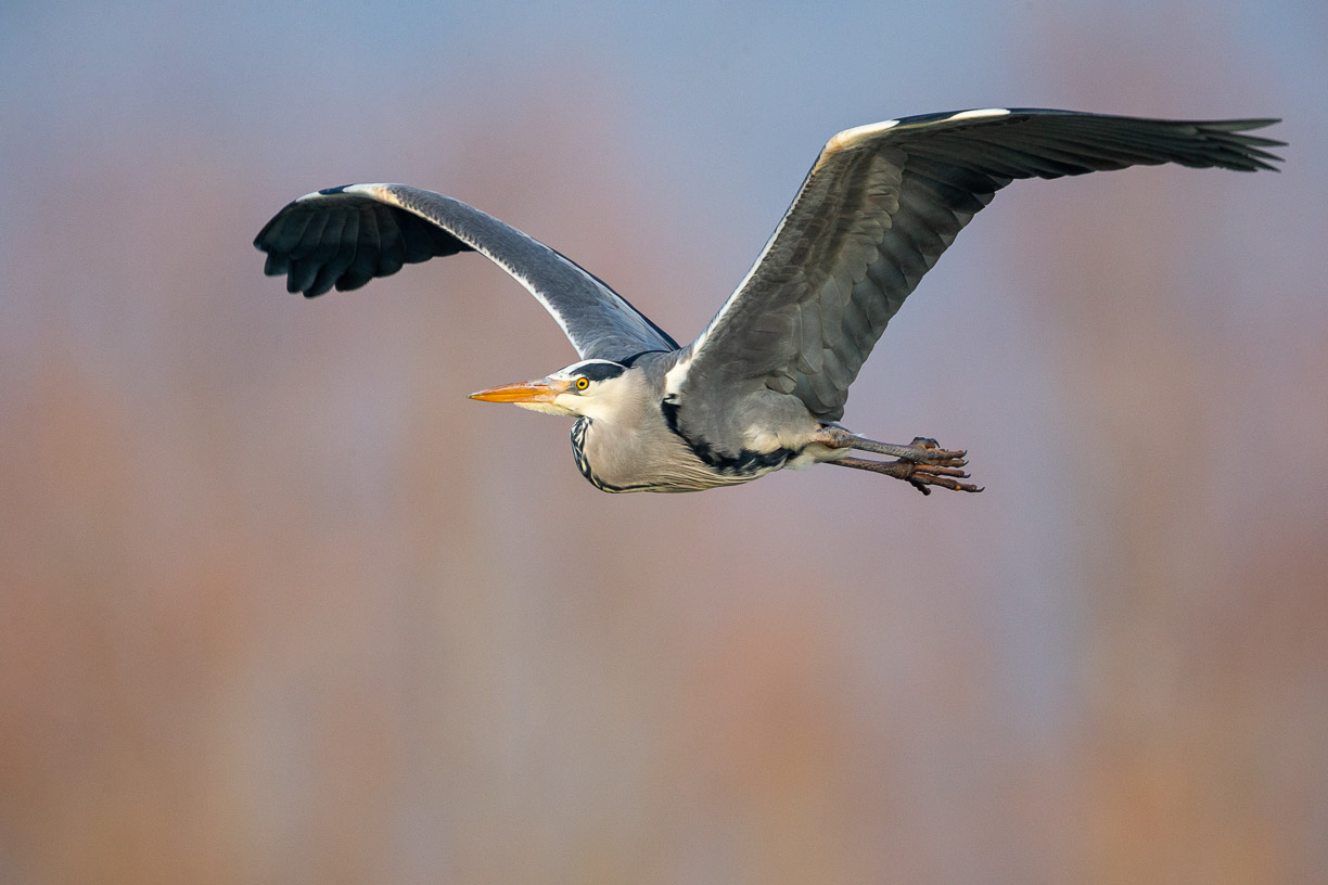 Vorbeiflug