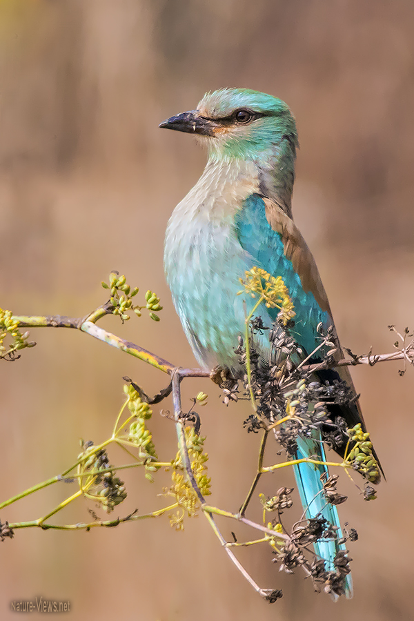 Blauracke  (Coracias garrulus)