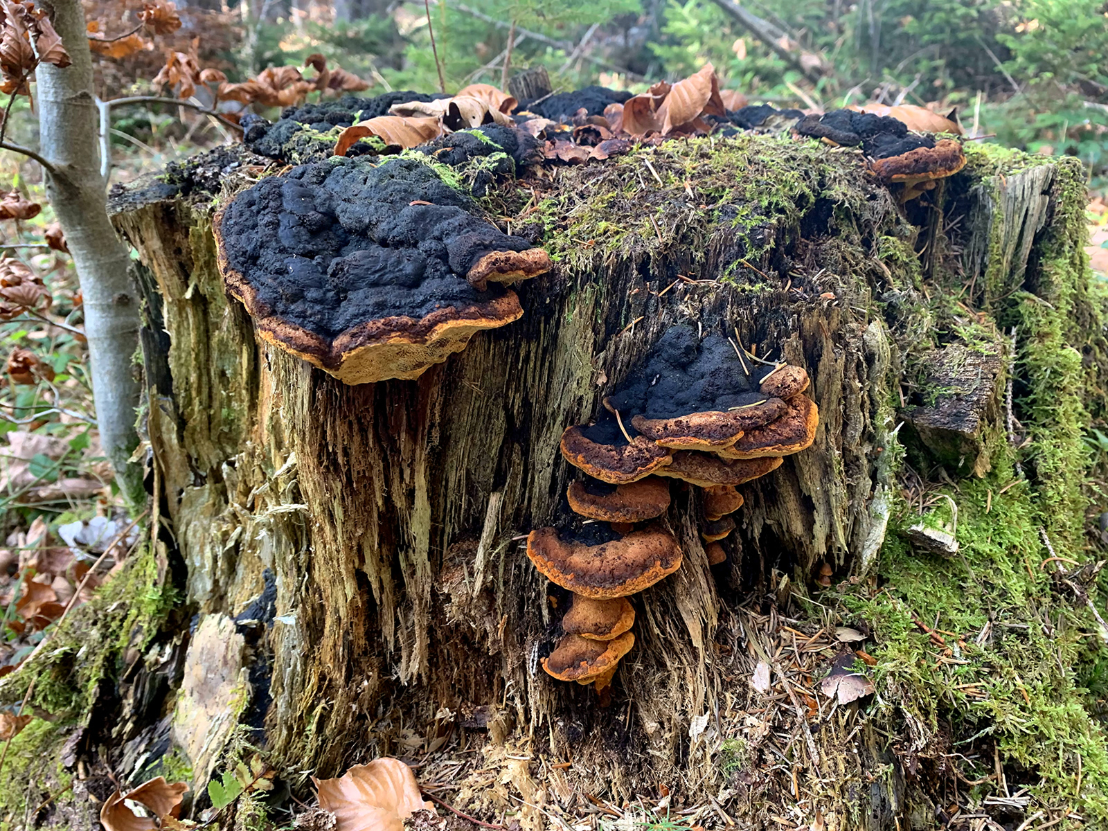 Baumpilze im Herbst