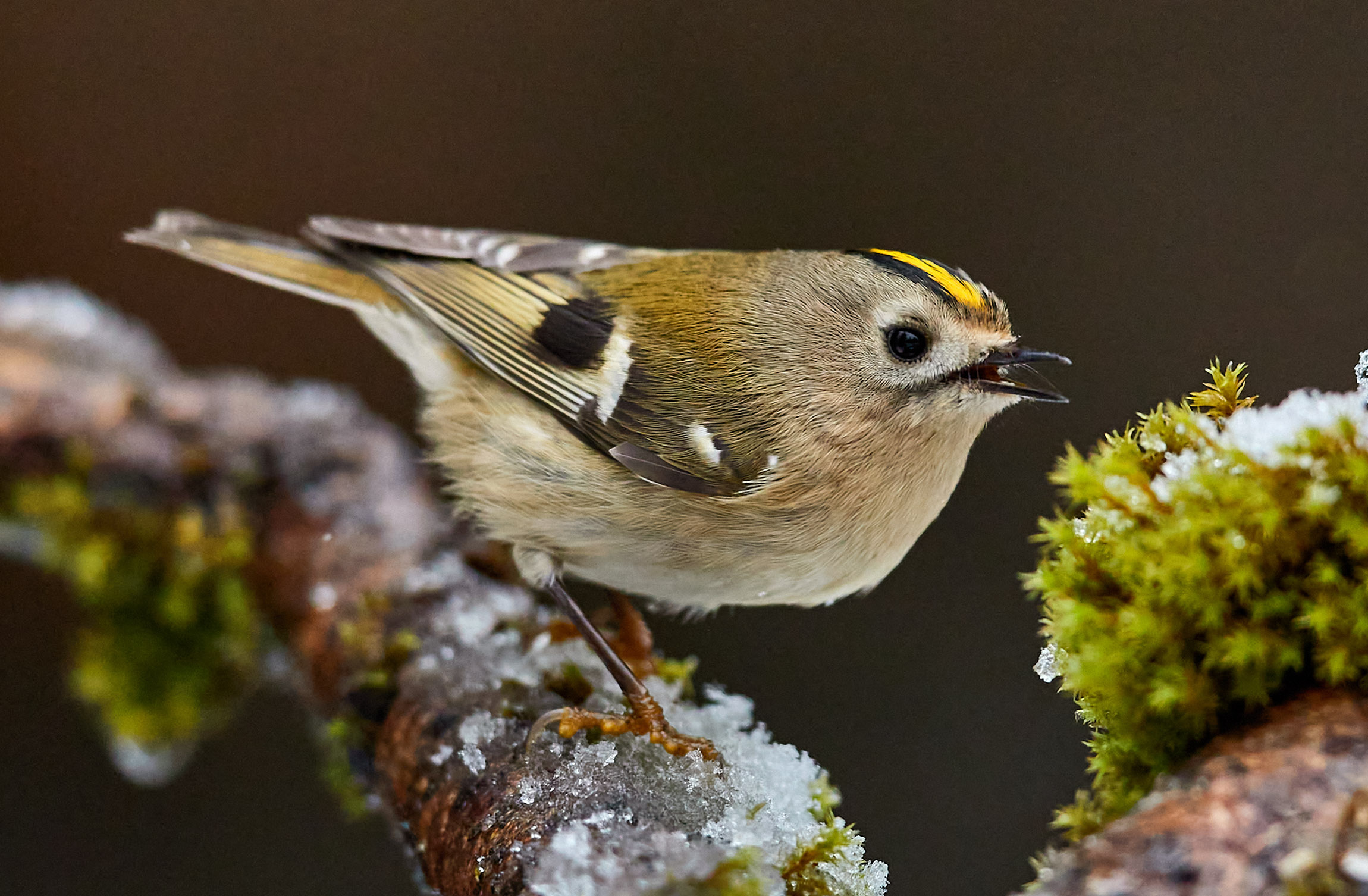 Wintergoldhähnchen