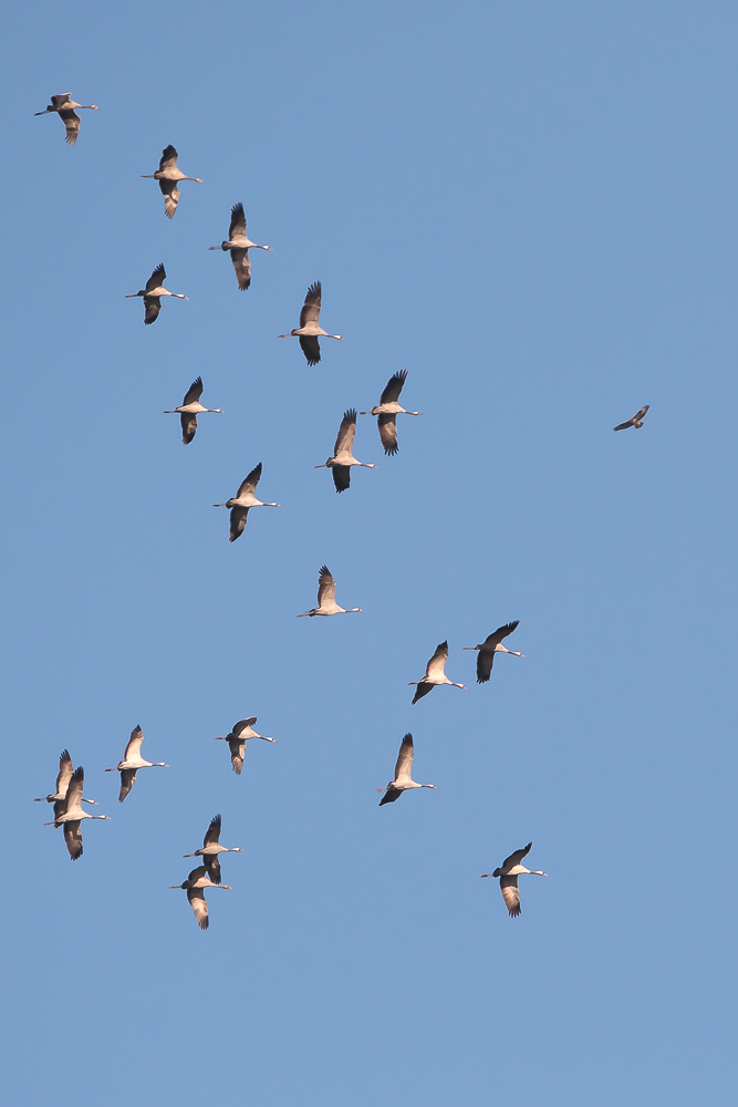 Der Bussard und die Kraniche