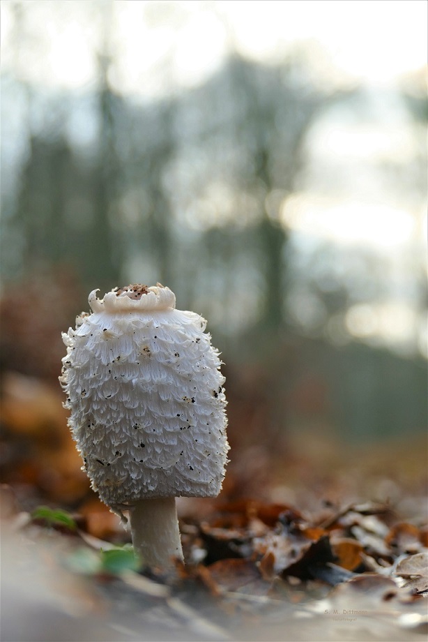 Tintling im Dezember