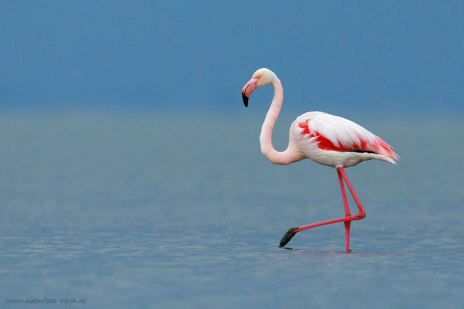 Flamingo in blau