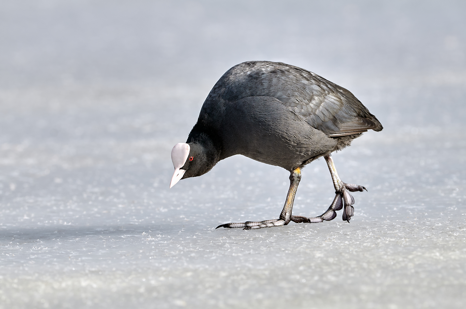 Bläßhuhn