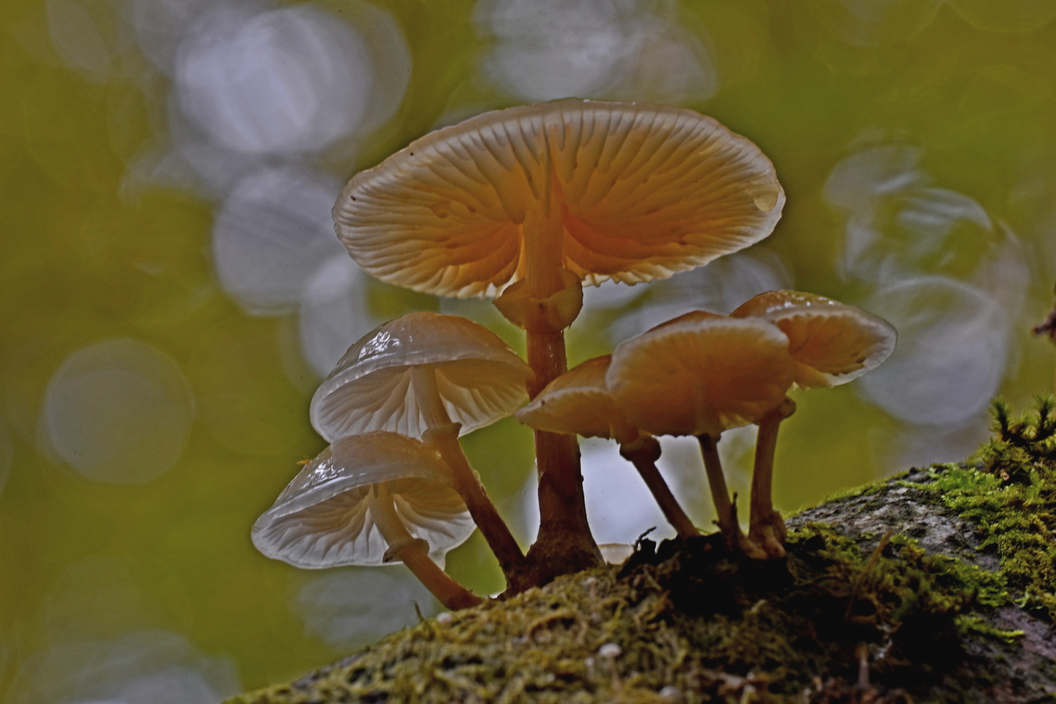 Pilzgruppe