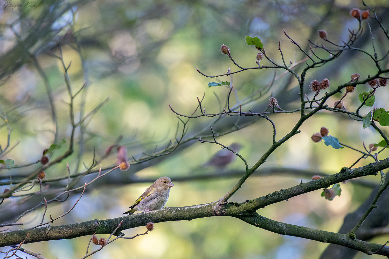 Grünfinkmädchen