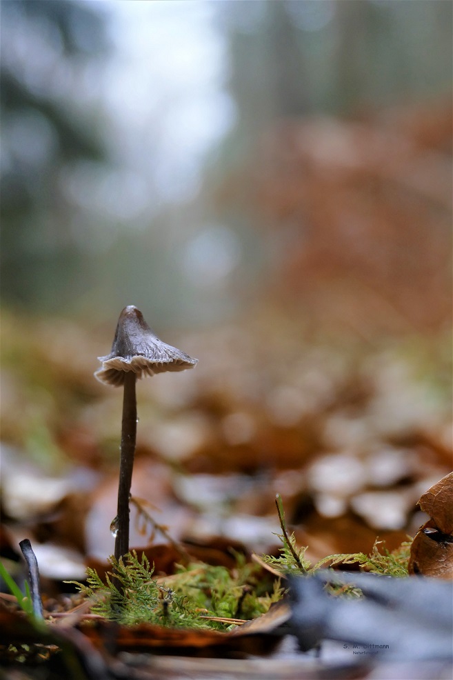 Einsam auf dem Waldweg