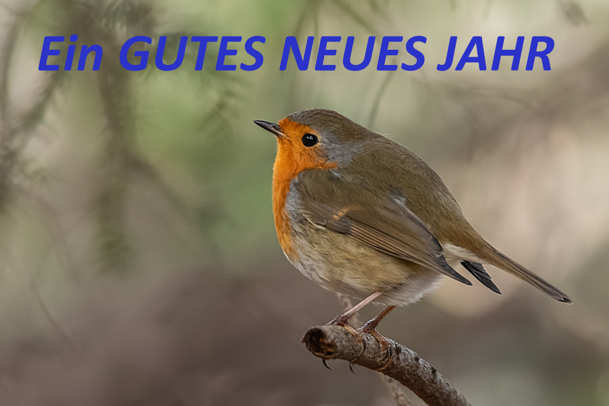 Rotkehlchen