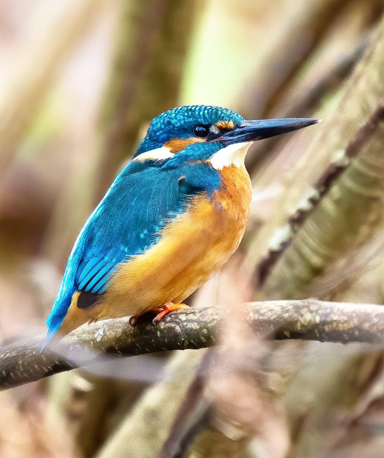 Eisvogel Portrait