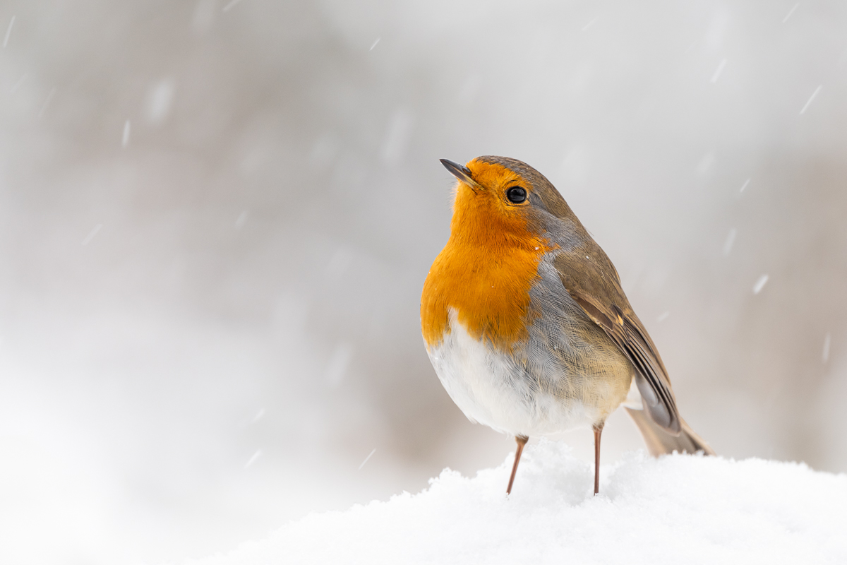 Im Schnee...
