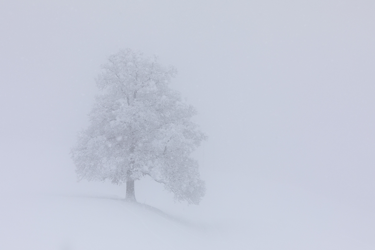 Stilleben im Schneetreiben