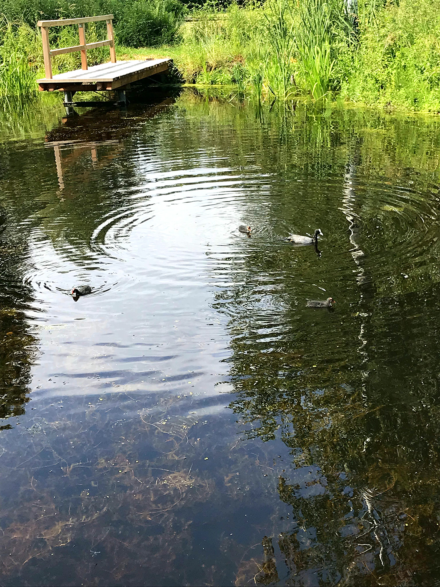 Kleiner Teich im Moor