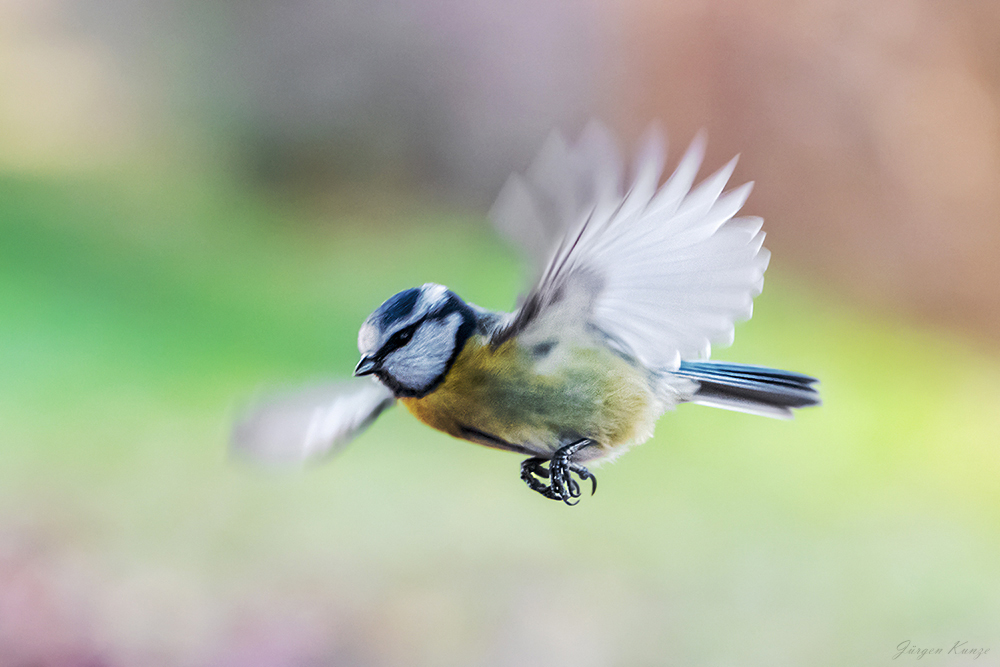 Blaumeisenflug