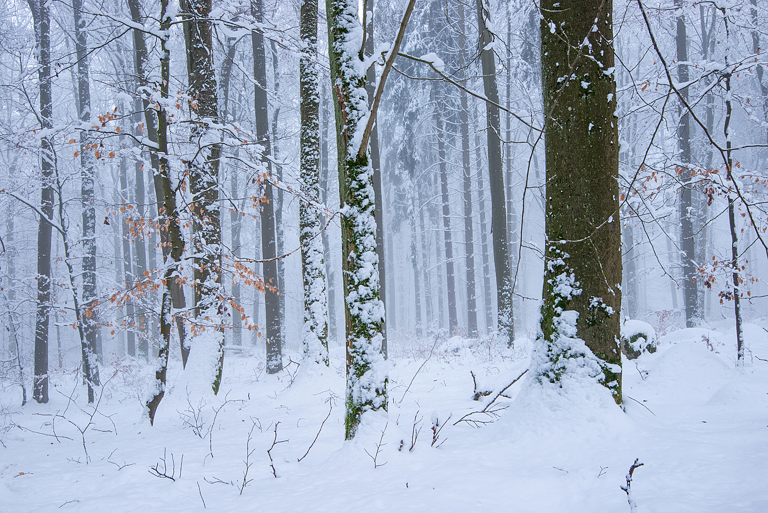 Wandern im Winterwald