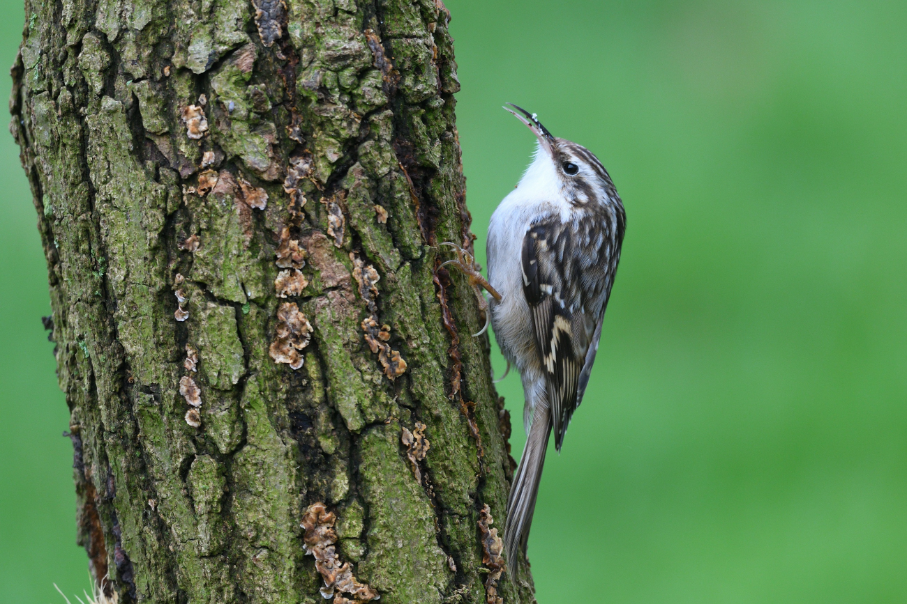 Waldbaumläufer