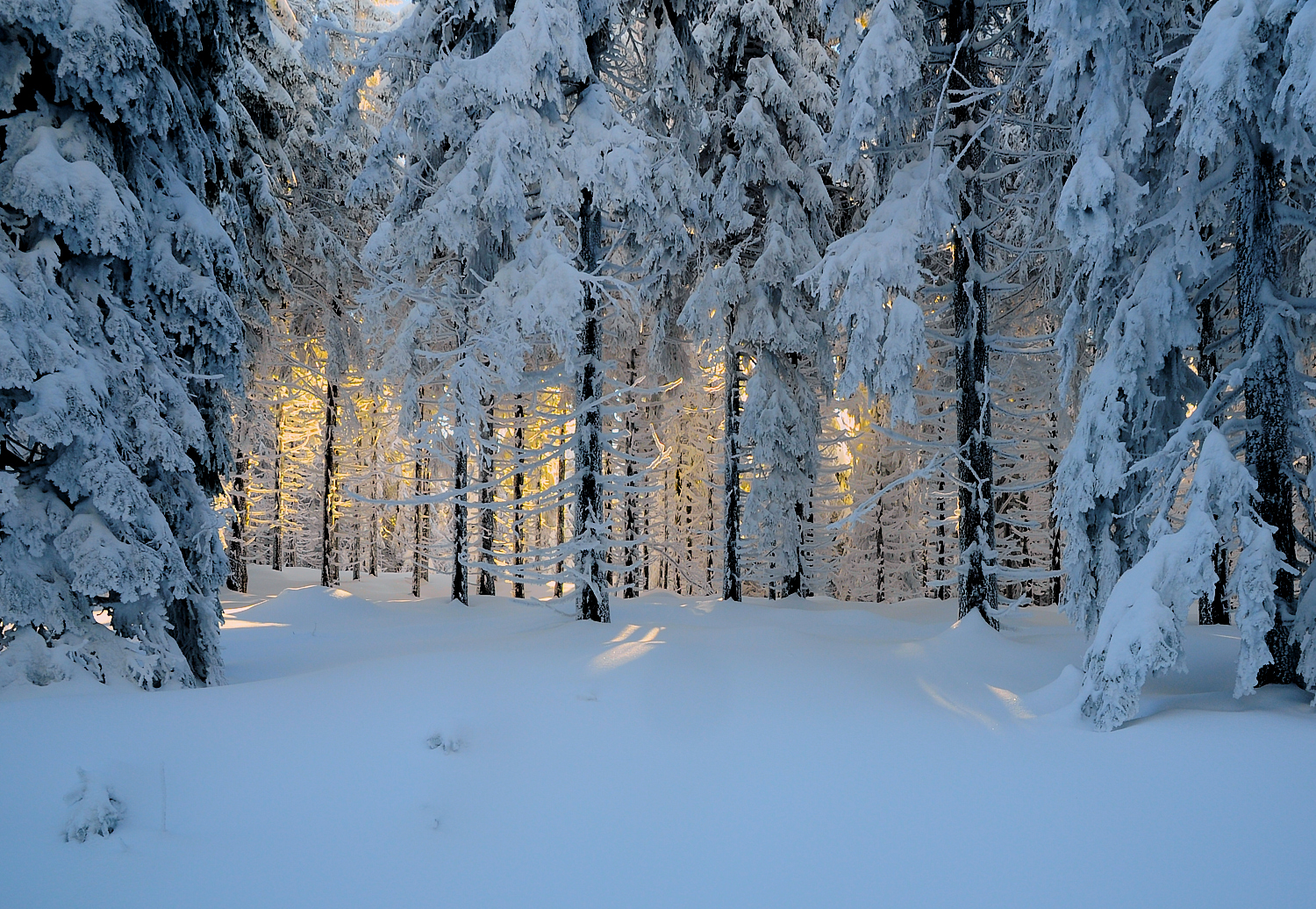 Winterwald (Forum für Naturfotografen)