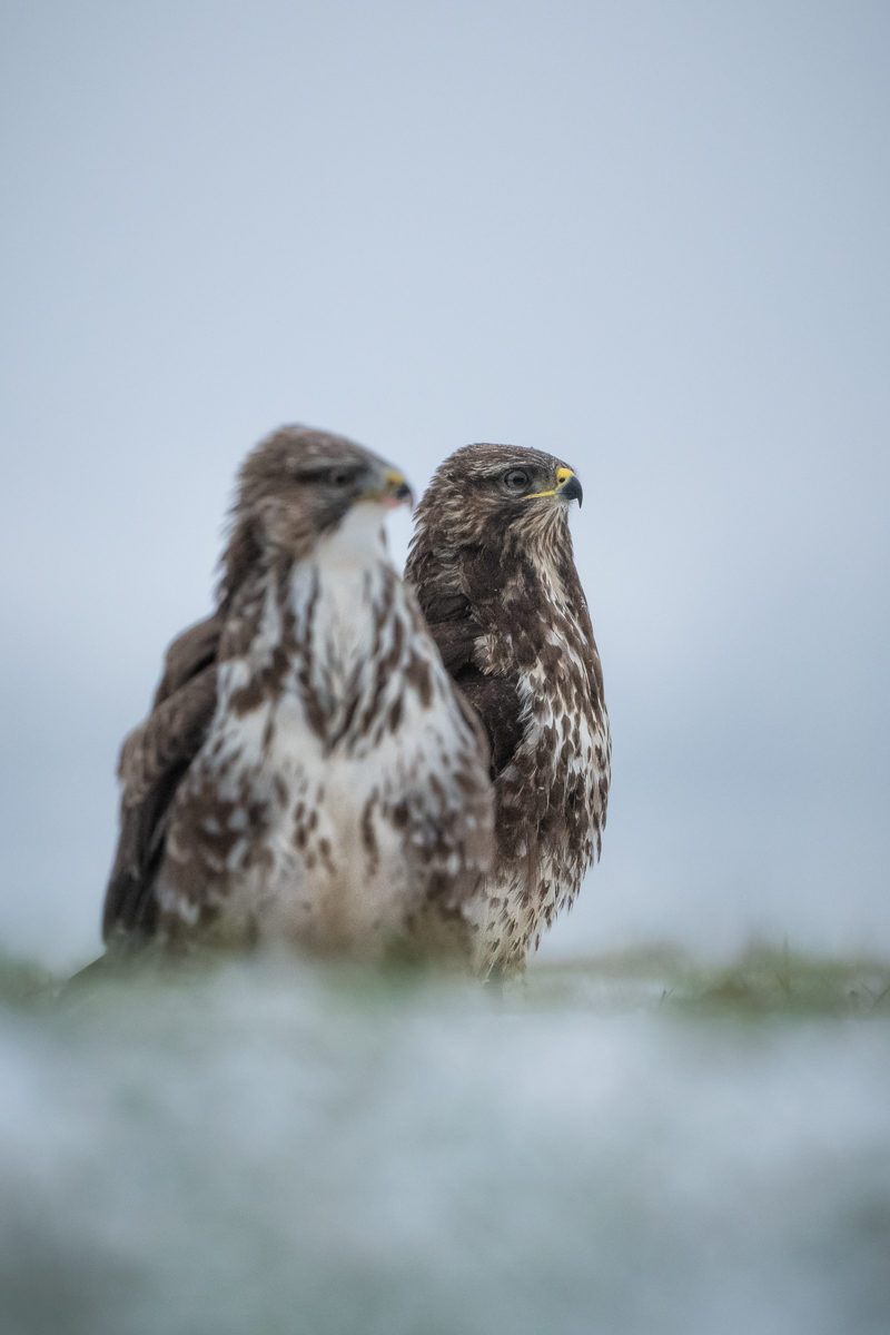 Buteo Buteo + Buteo Buteo