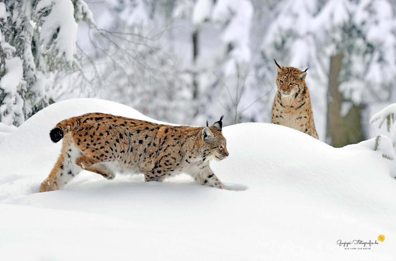 Begegnung im Neuschnee