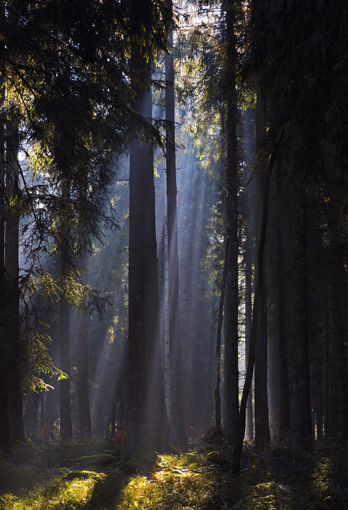 Wald und Licht.