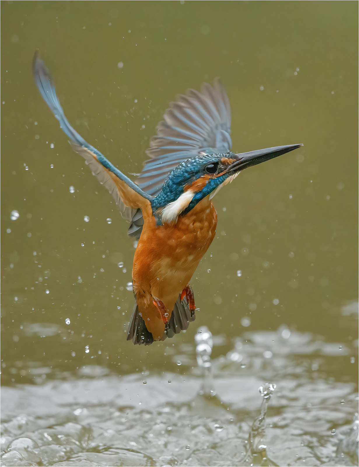 Eisvogel