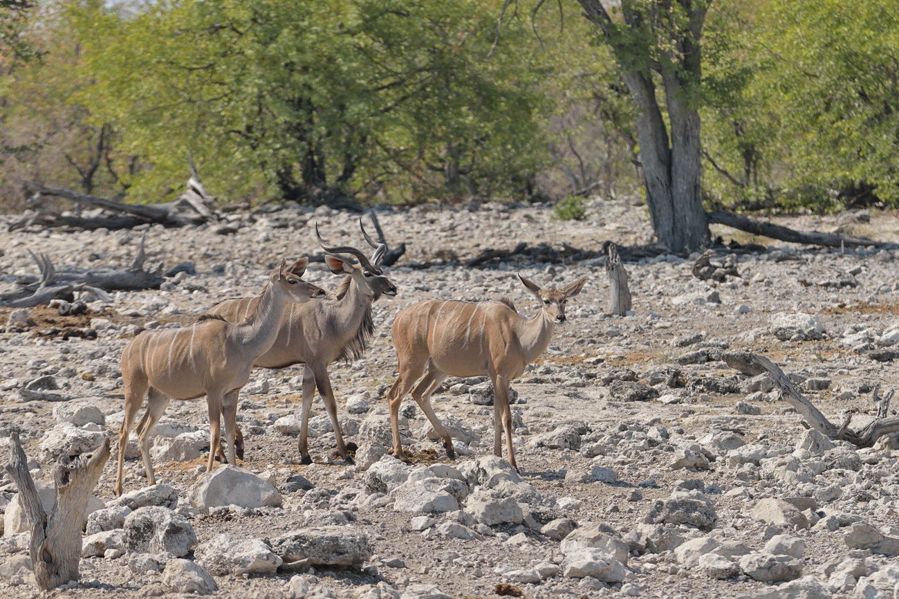 Große Kudus