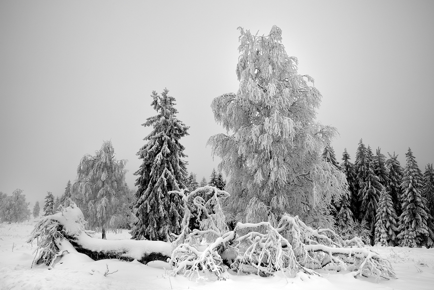 Schwarzwald