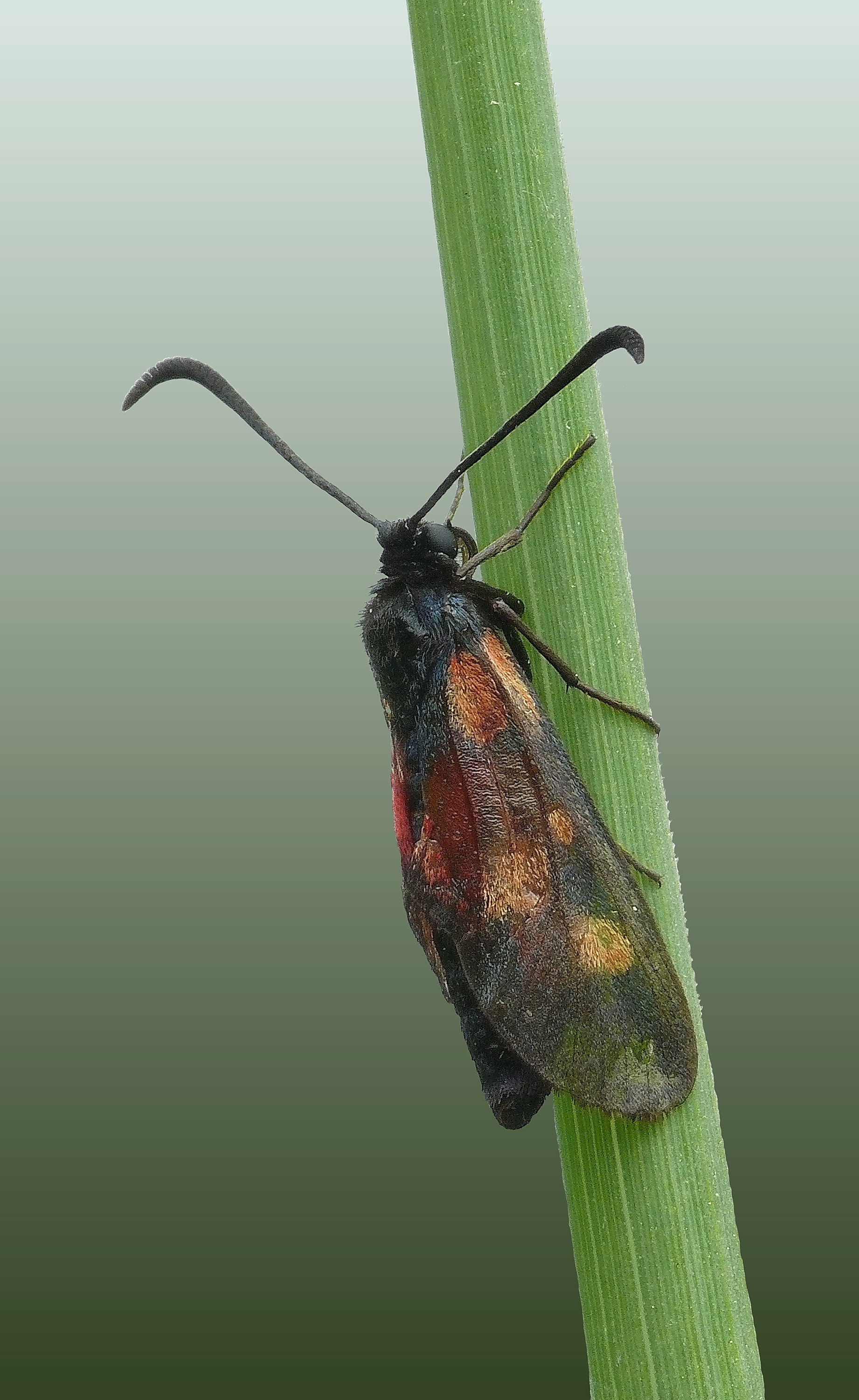 Sechsfleck-Widderchen (Zygaena filipendulae)