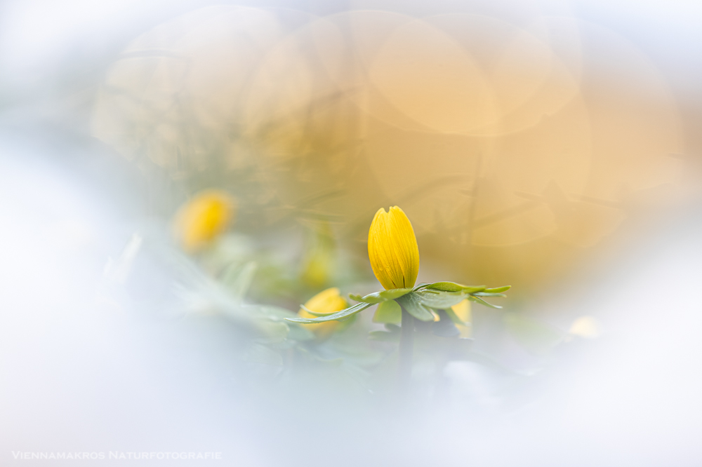 Die ersten Winterlinge