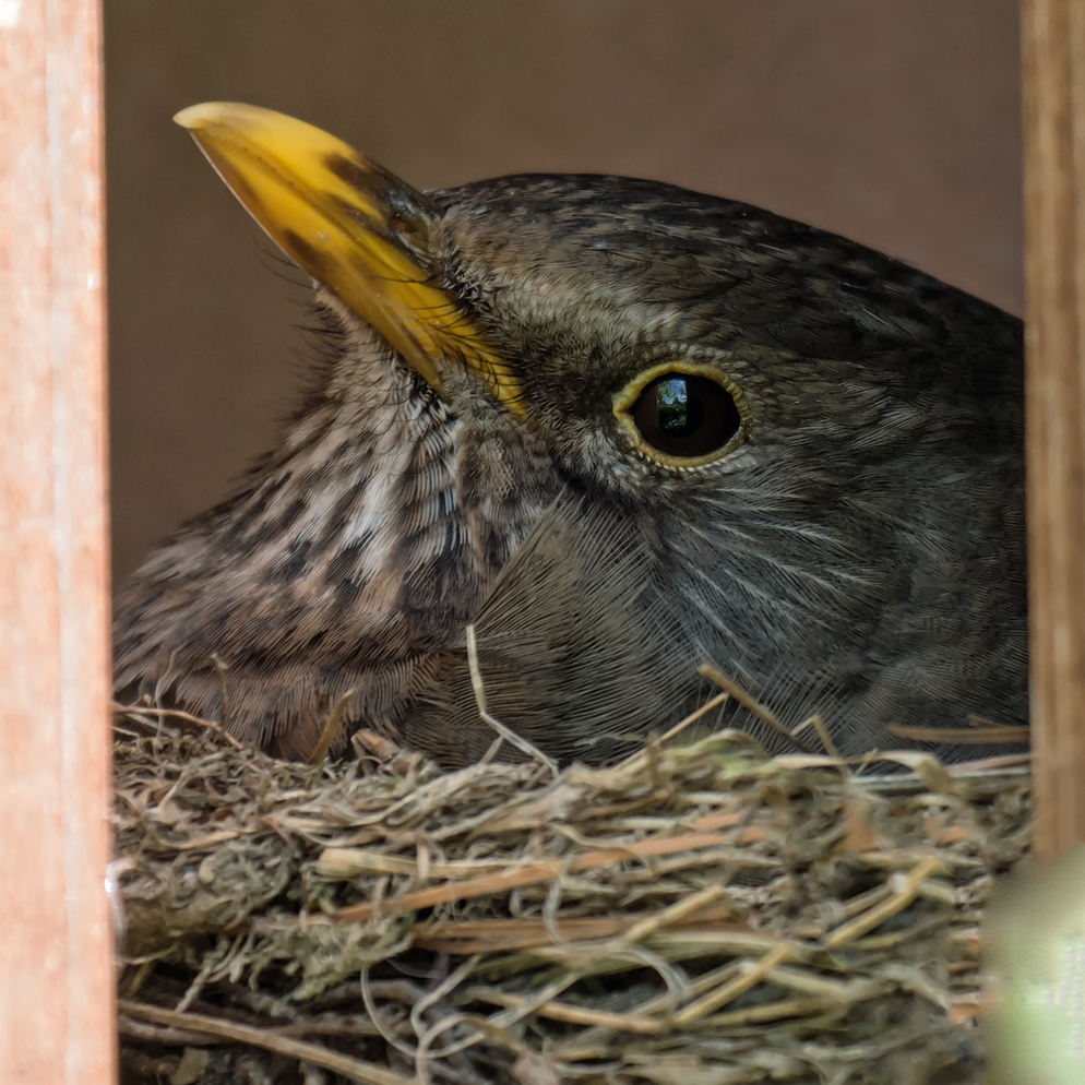 Amsel brütet auf Balkon