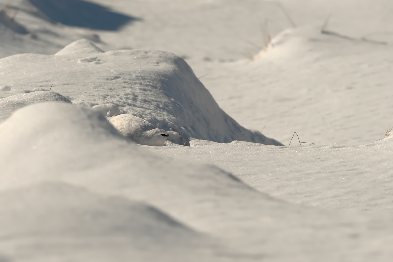 Schnee