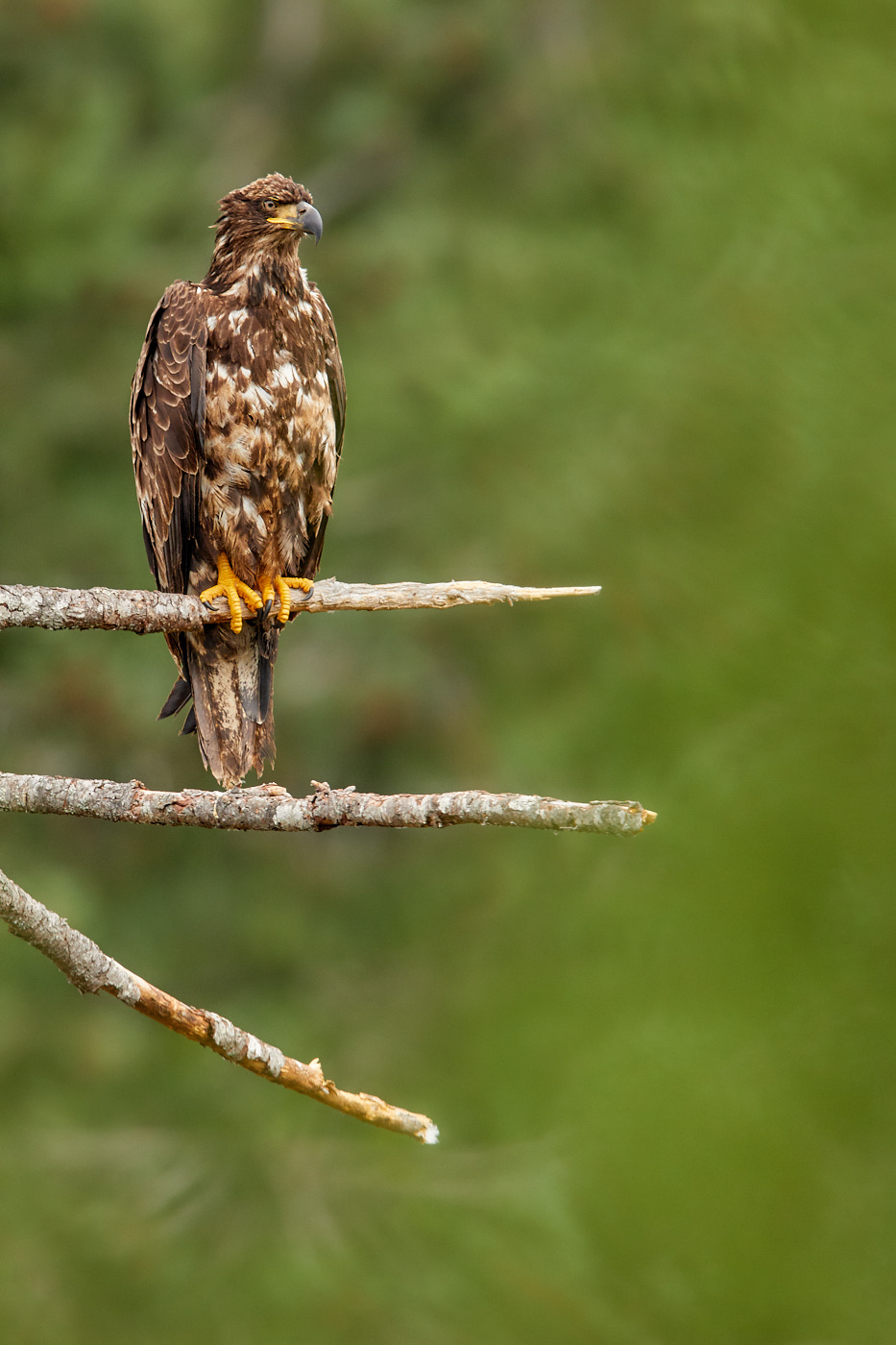 Wiesskopfseeadler