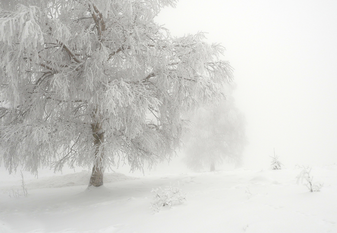 Winterlandschaft im Nebel