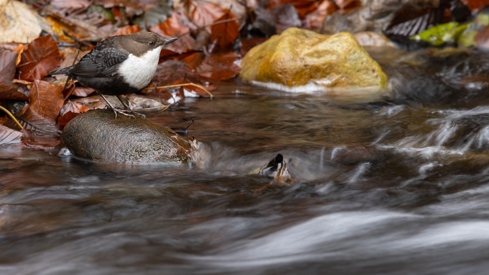 Nordische Wasseramsel