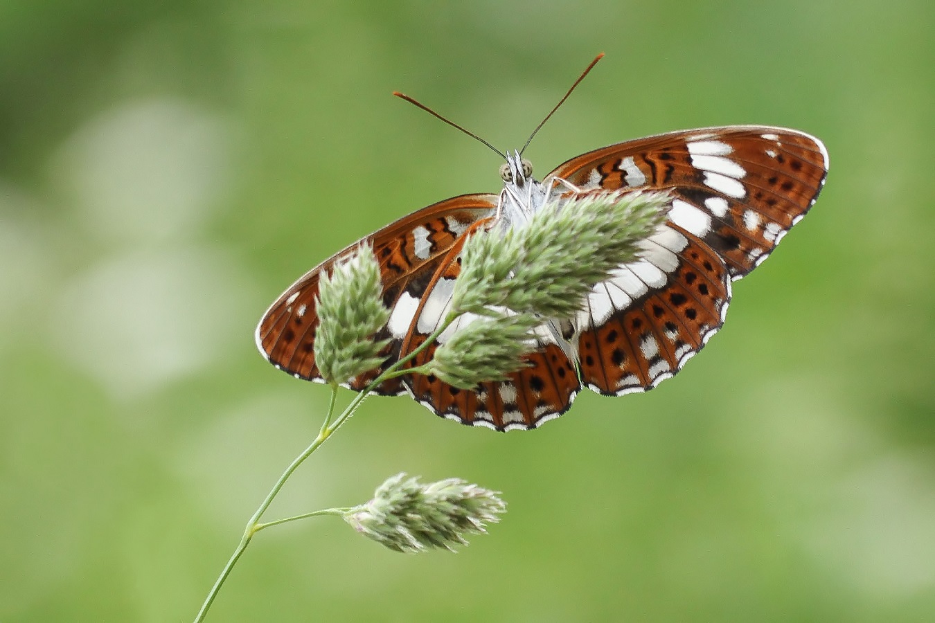 Limenitis camilla