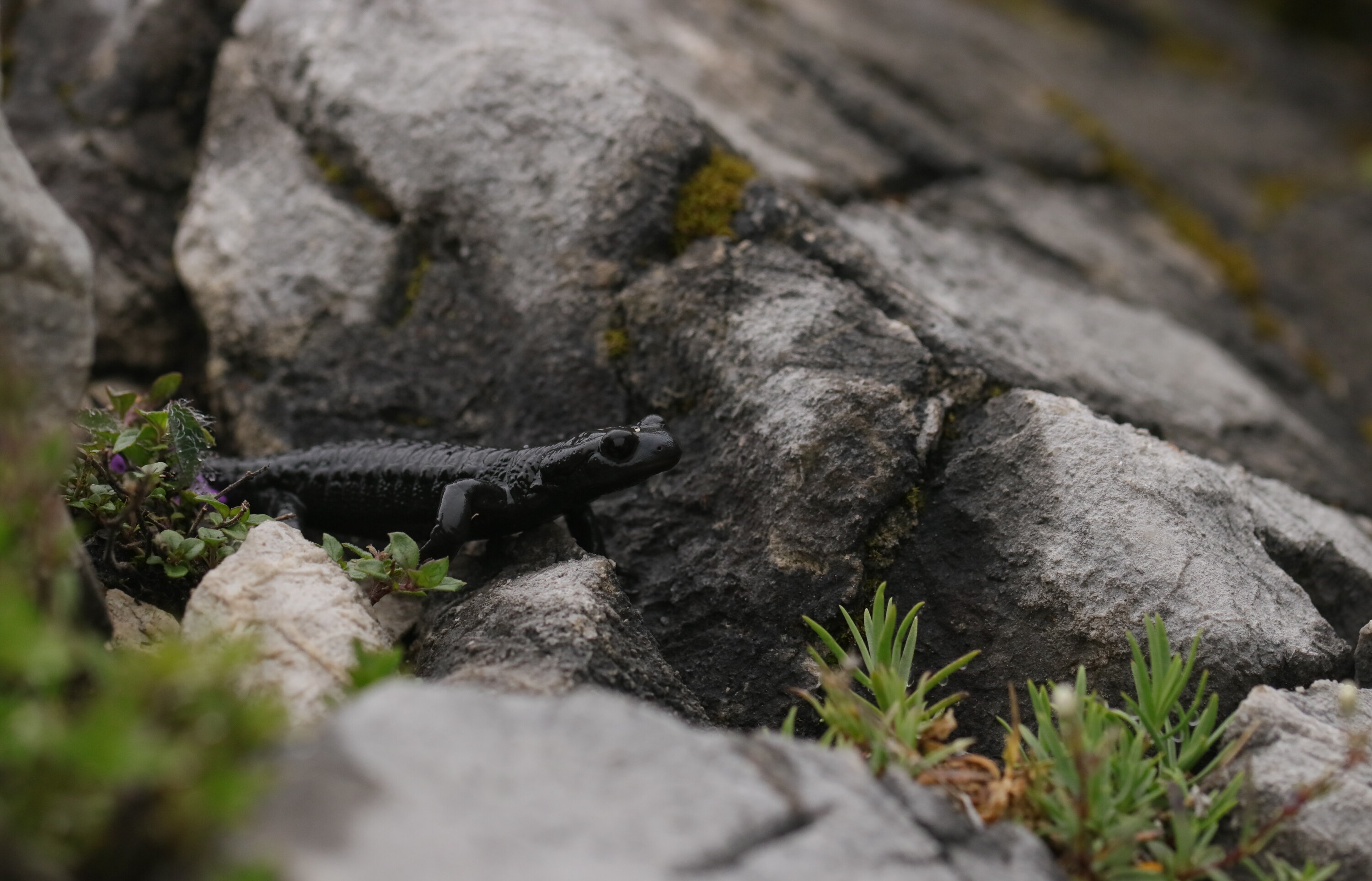 Alpensalamander