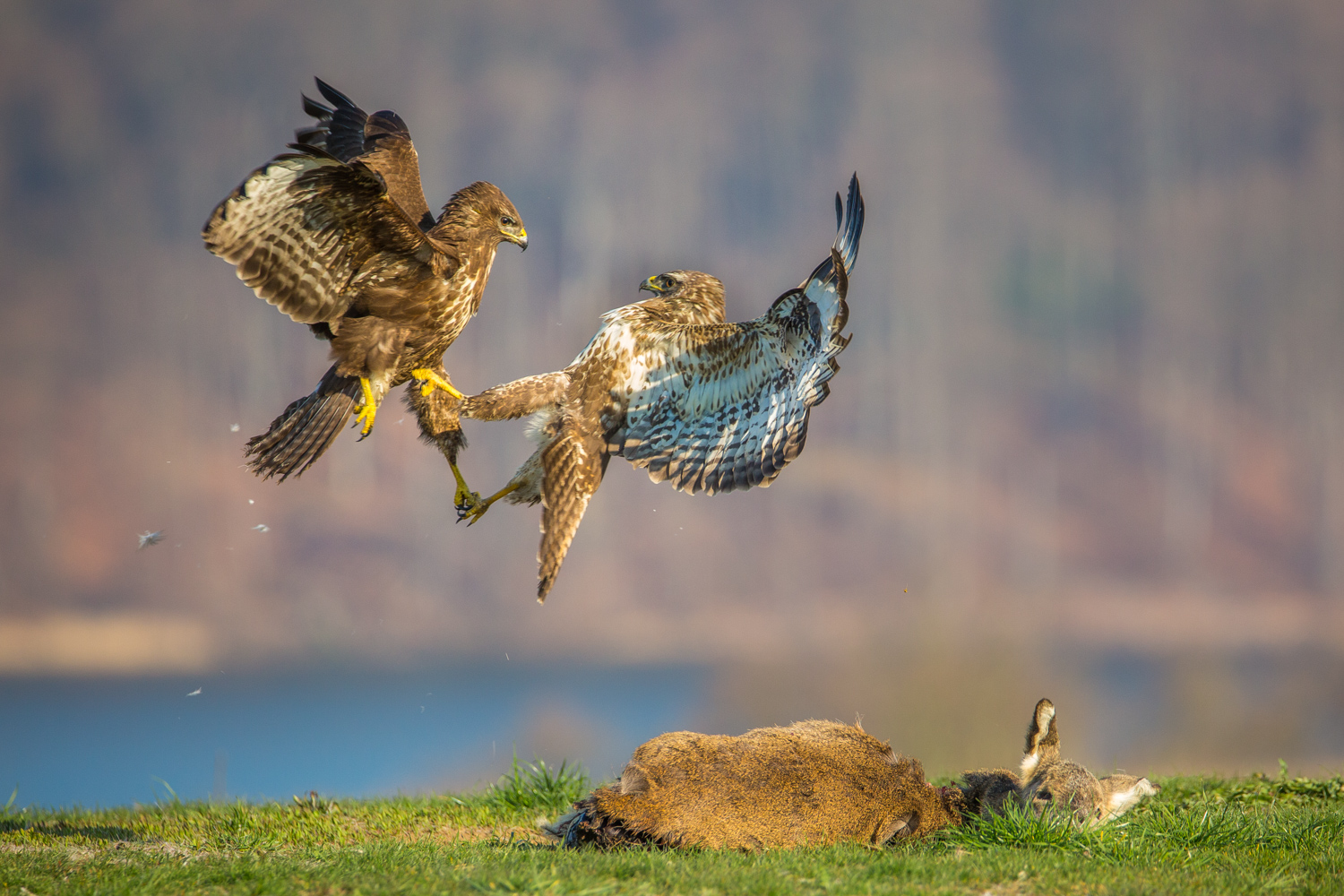 Die Federn fliegen