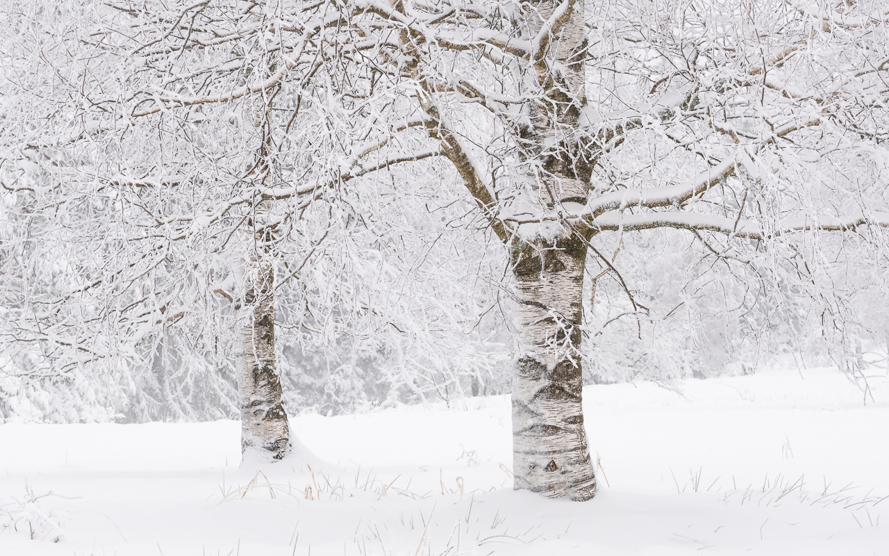 Winter-Birken