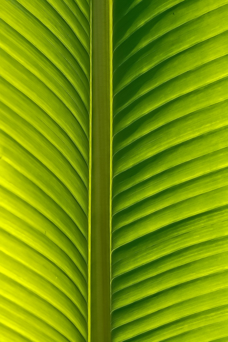 Blatt im Licht