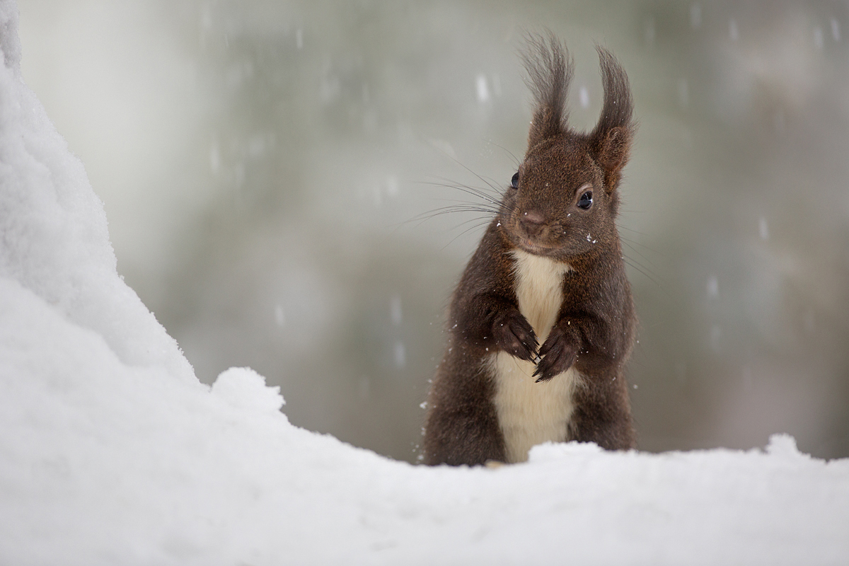 Schneemännchen