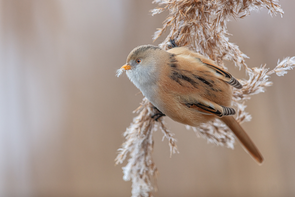Wintergast