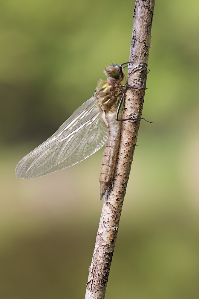 Falkenlibelle