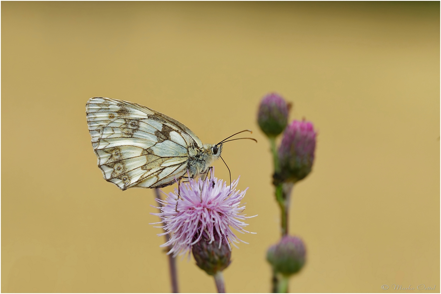 Schachbrett  (Melanargia galathea)